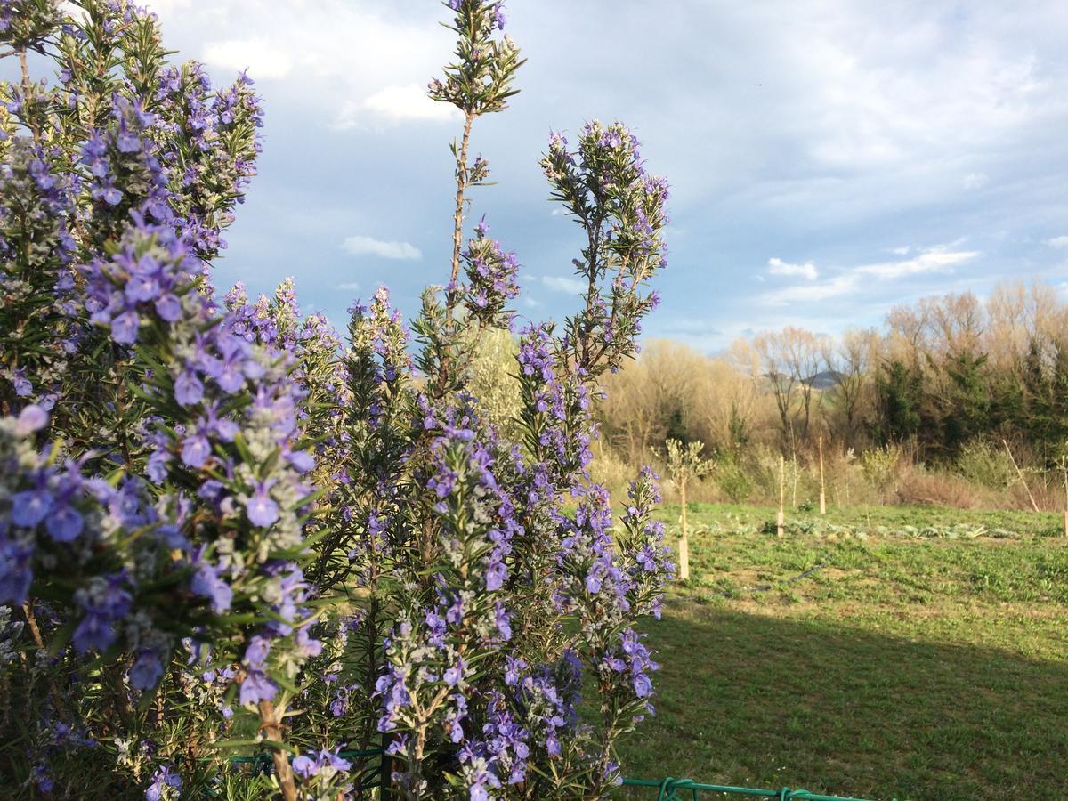 Agriturismo Il Pettirosso Affittacamere Forlì Esterno foto